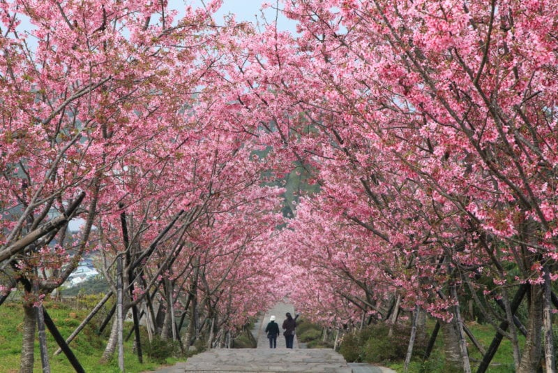 鳳凰自然教育園區櫻花步道-修.jpg