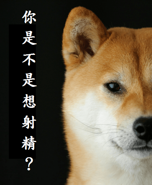 柴犬2.png
