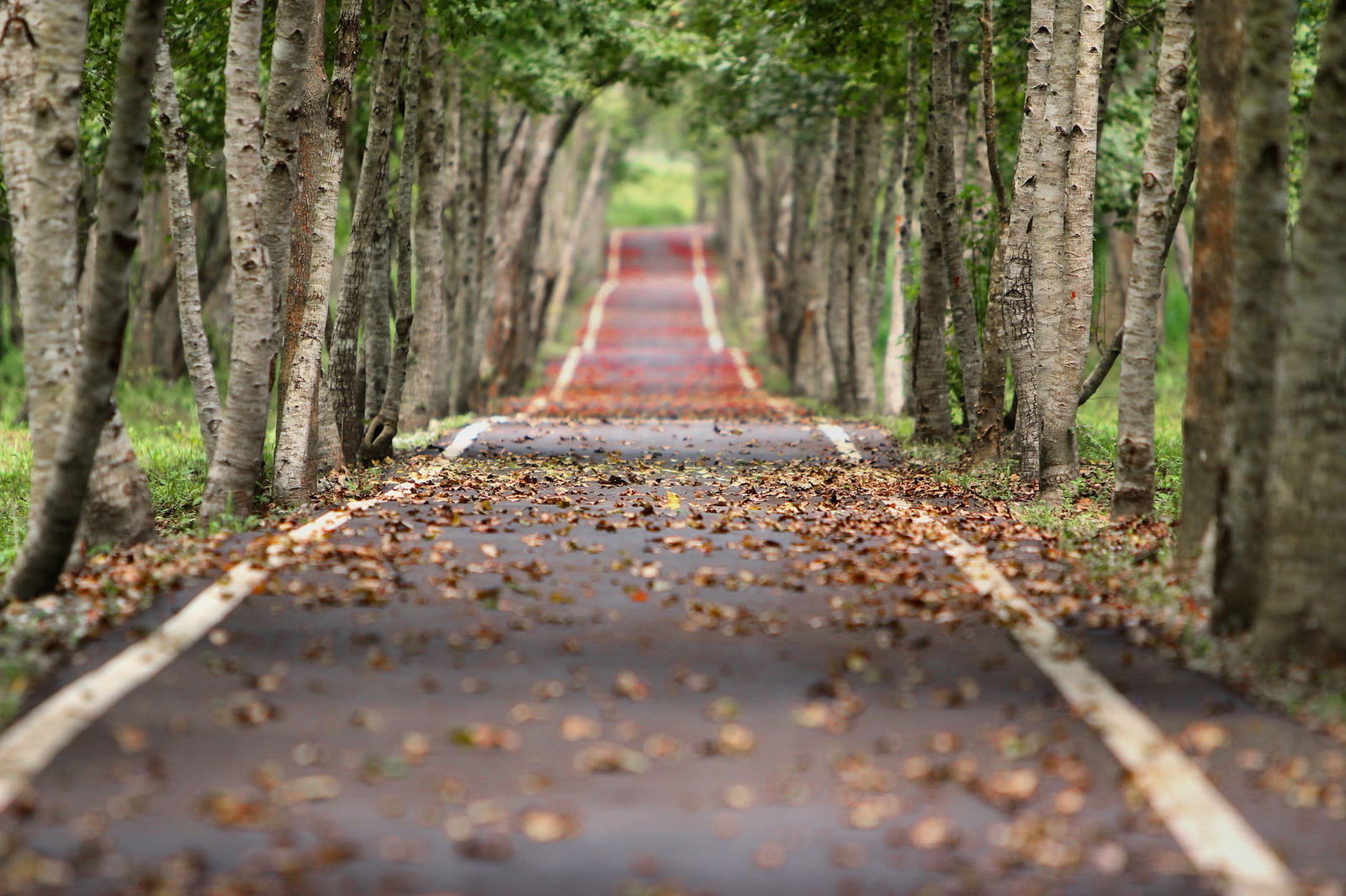 woodland-road-falling-leaf-natural-38537.jpeg