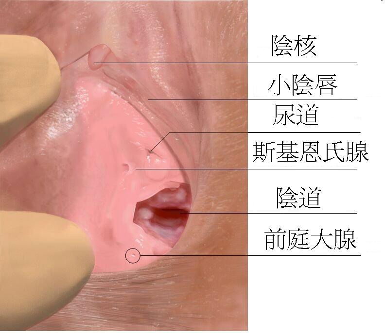 Skenes gland zh.jpg