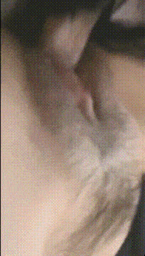 f1110 (2).gif