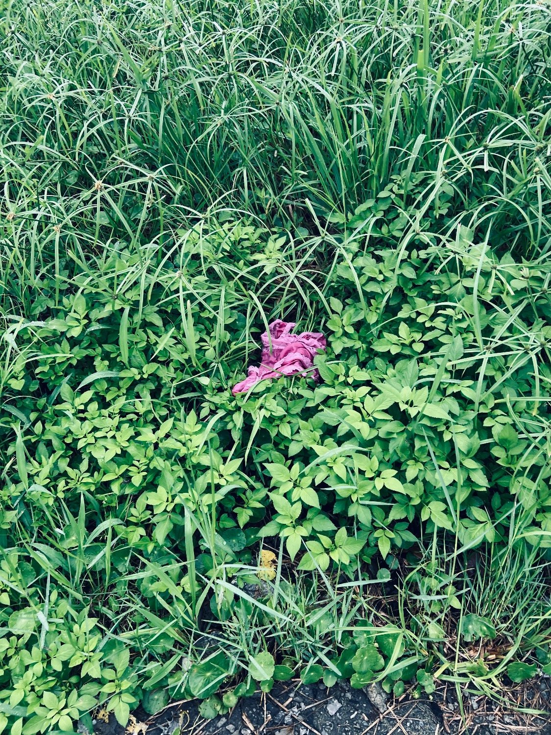 IMG_2042.jpeg