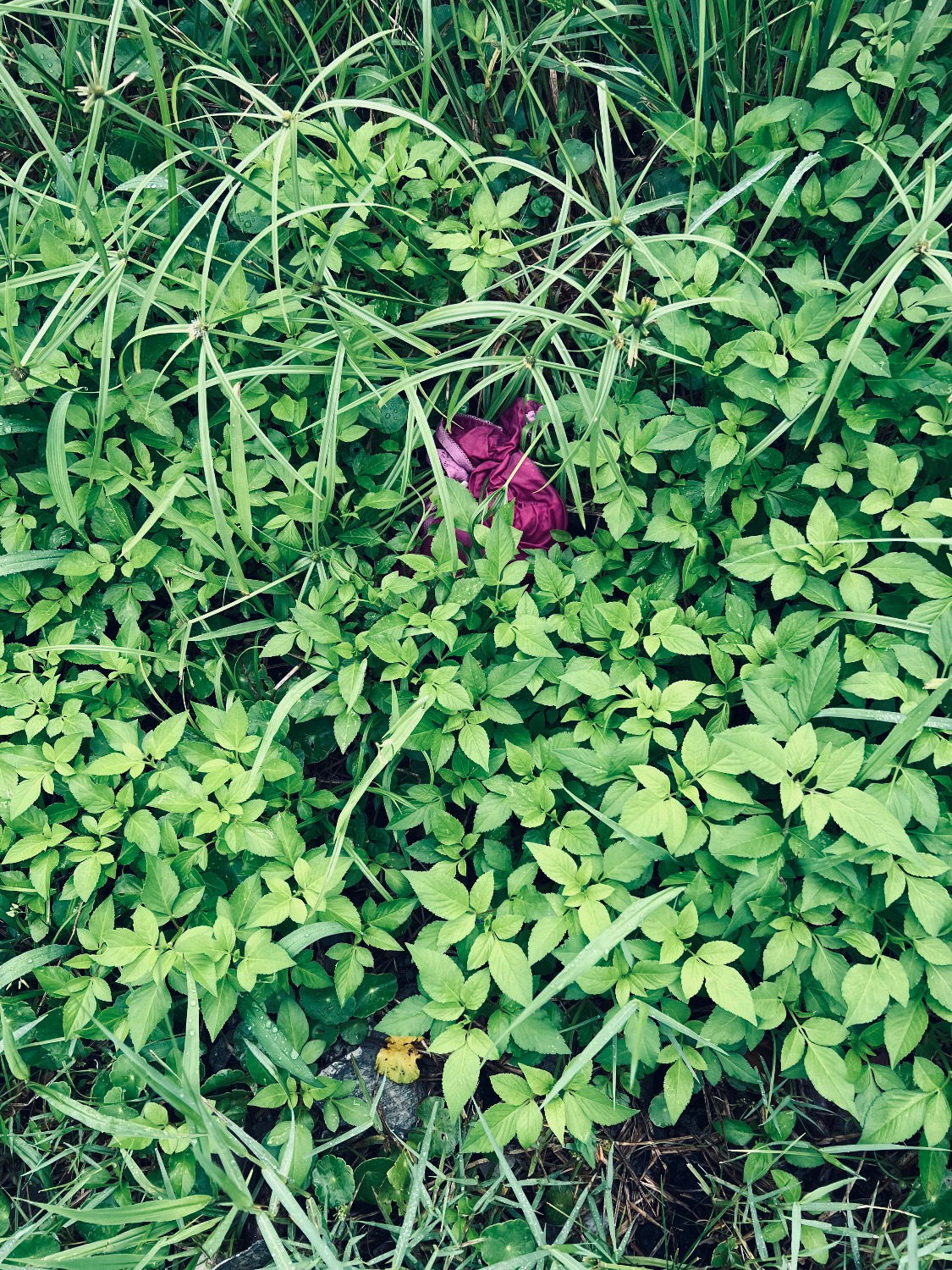 IMG_2039.jpeg