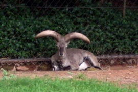 香江野生動物世界