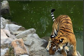 石家莊動物園