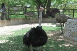 秦嶺野生動物園