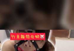 母豬