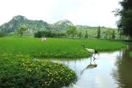 星湖濕地公園